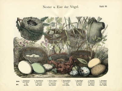 Nesten en Eieren, c.1860 door German School